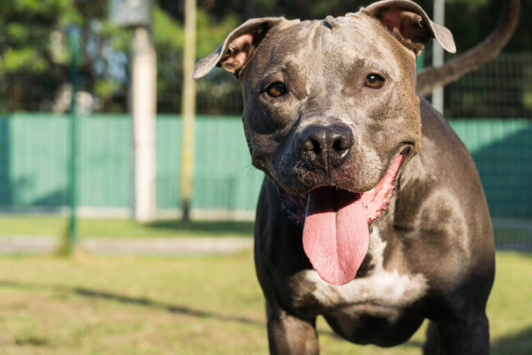 Relación del pitbull con otros perros: lo que debes saber