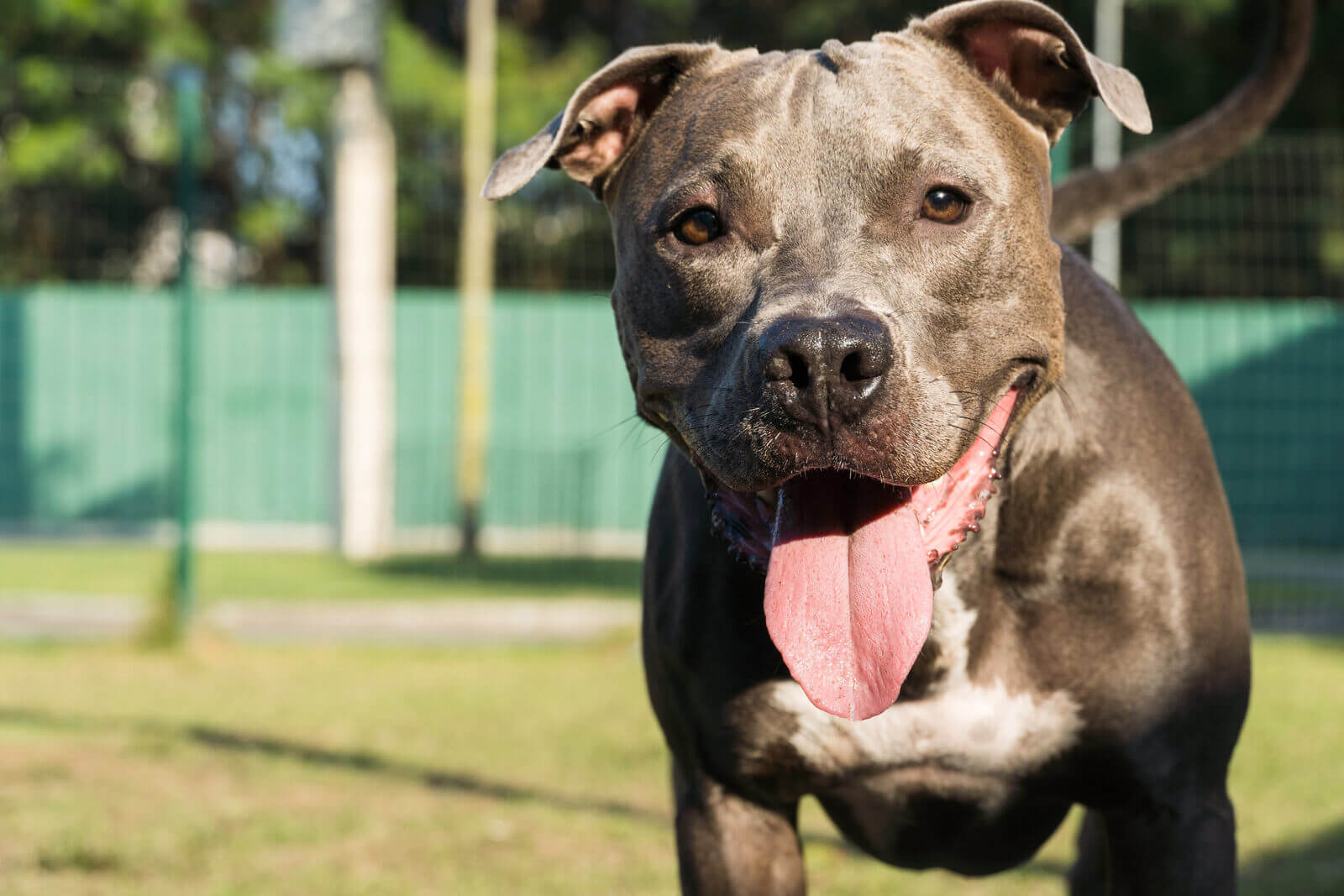 Pitbull en un parque listo para relacionarse con otros perros.