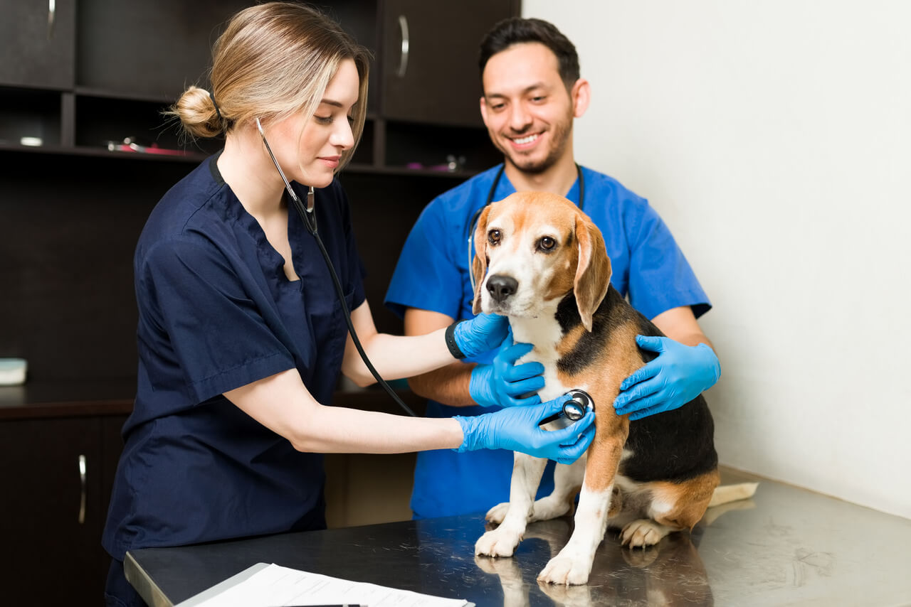 Revisión veterinaria del corazón de un canino por síncope en perros. 