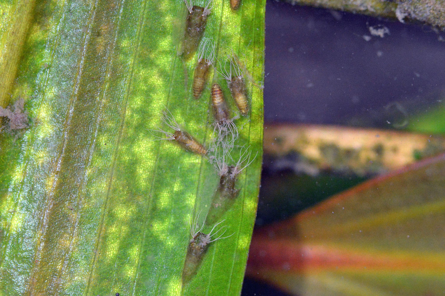 Pupas de S. erythrocephalum, bajo hojas de planta acuática. 