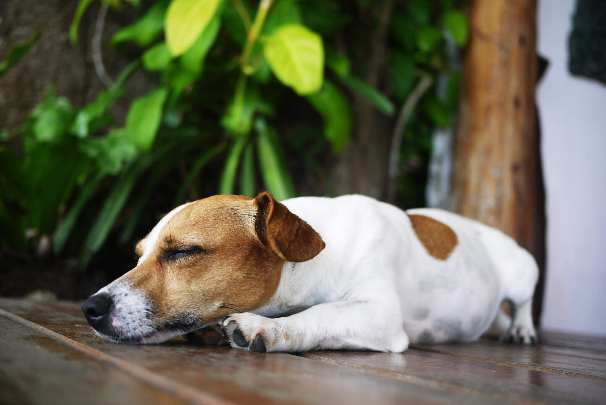 Síncope en perros o desmayo repentino: ¿qué debo tener en cuenta?