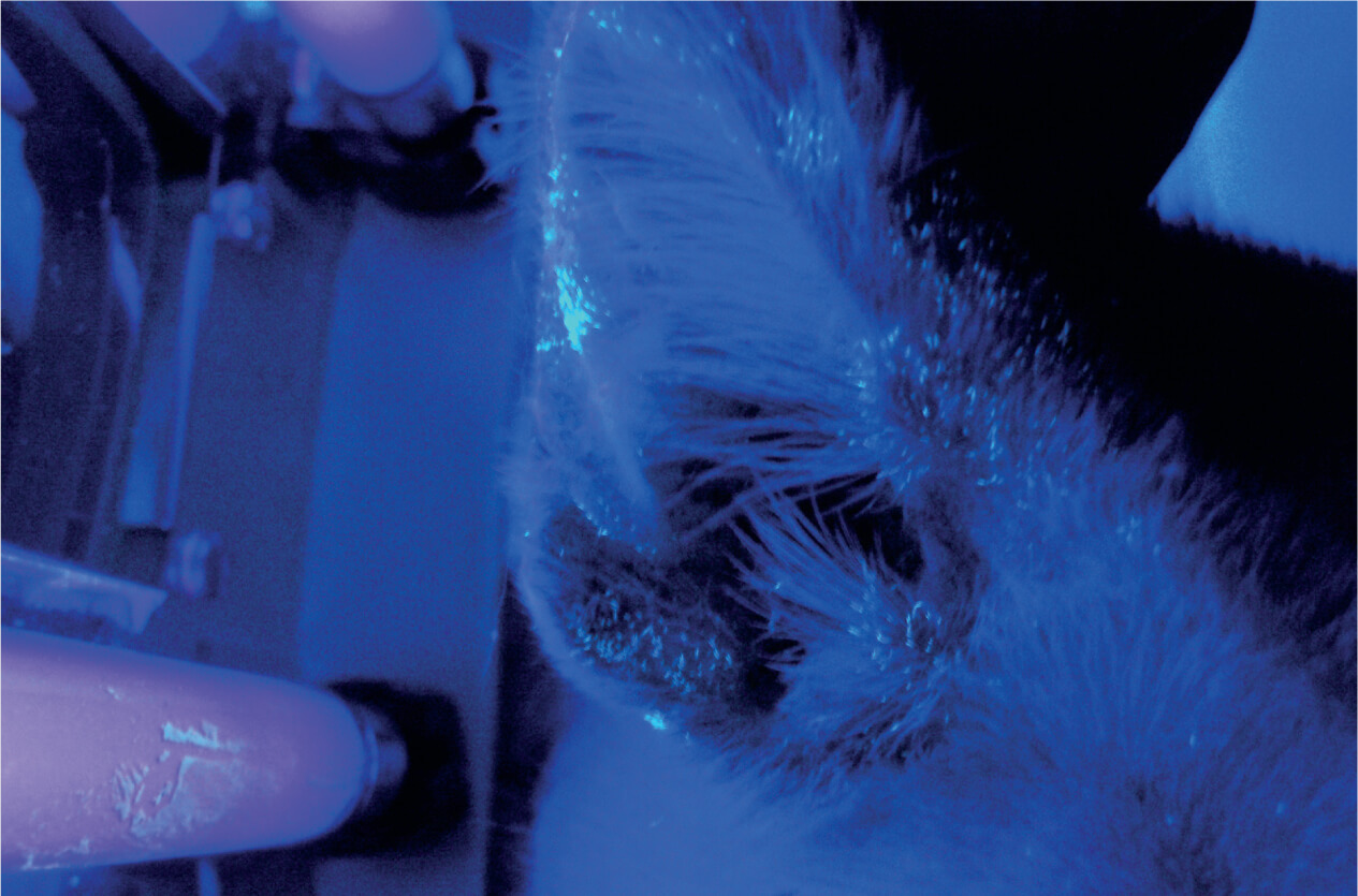 Teste da lâmpada de Wood positivo em um gato com micose (Microsporum canis).