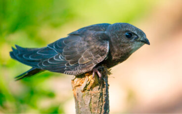 Vencejo común: un ave «sin patas»