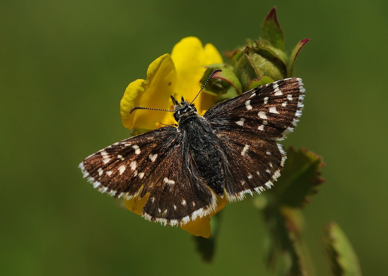 Borboleta Pyrgus malvae, pertencente à família Hesperiidae.