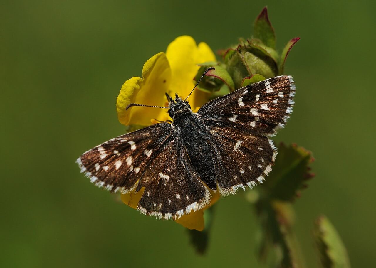 Papillon Pyrgus malvae, appartenant à la famille des Hesperiidae.