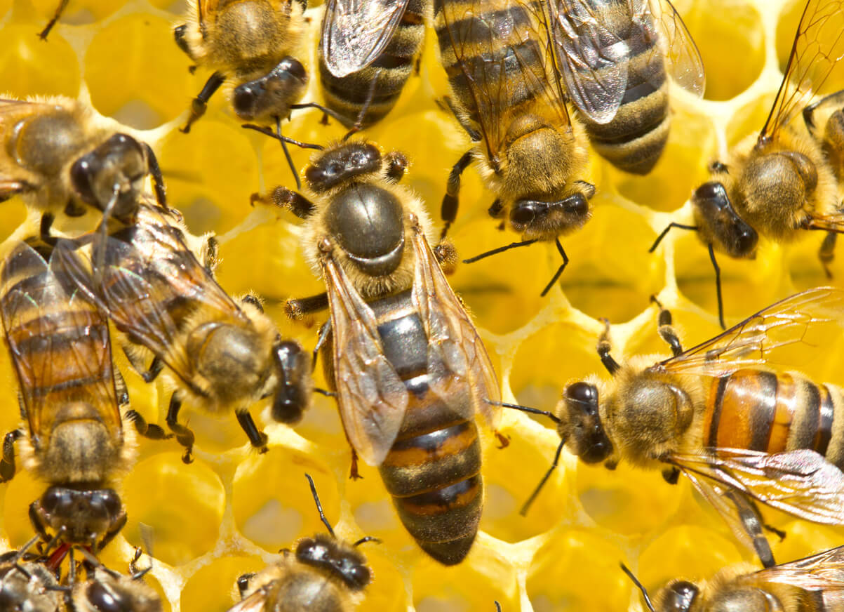 A queen bee surrounded by other bees on a honeycomb.