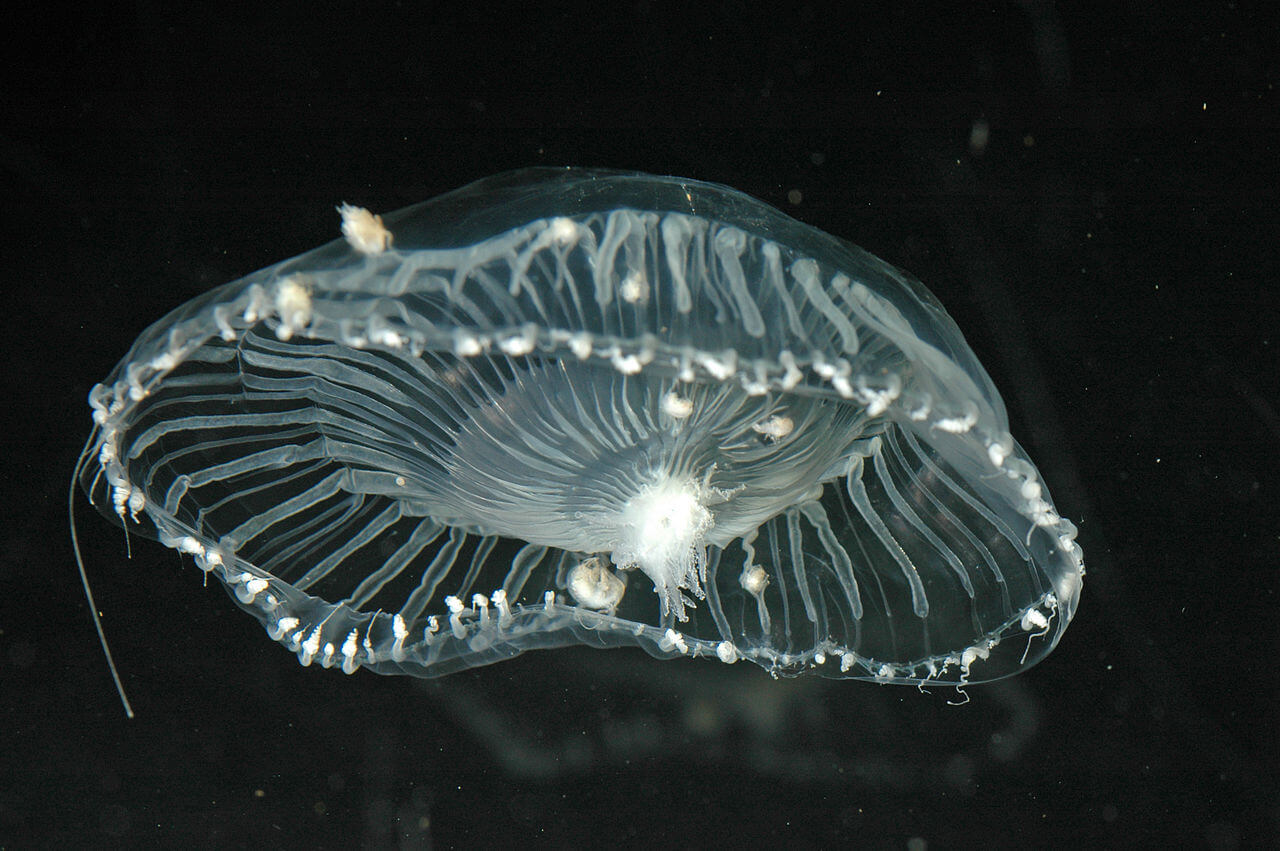 A transparent and colorless jellyfish floating in the ocean.