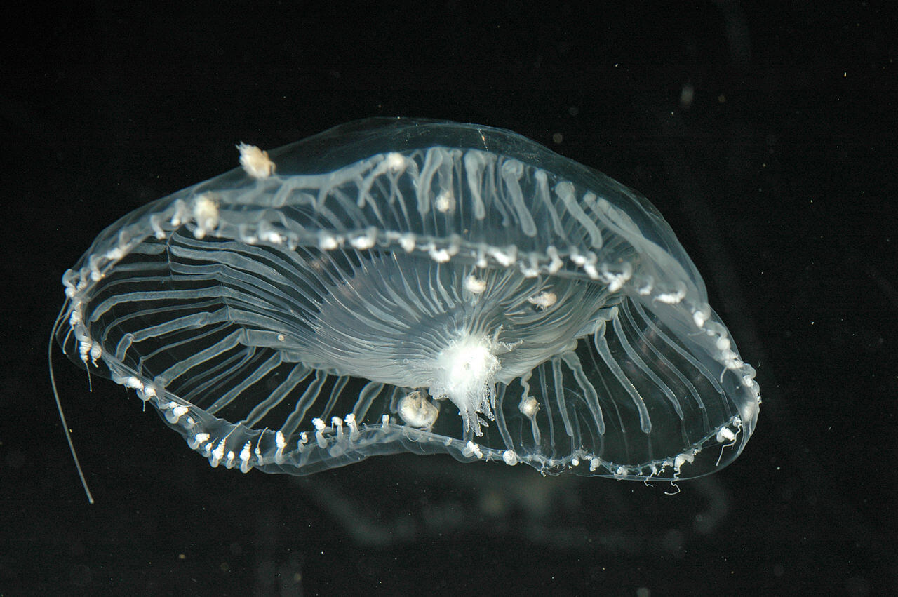 Ejemplar de Aequorea victoria en el agua.
