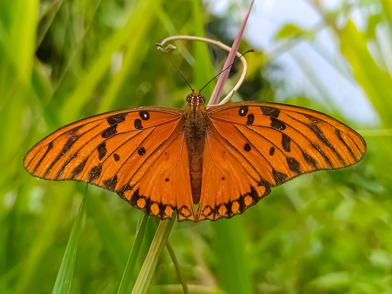 Borboleta laranja, da família Nymphalidae, empoleirada na vegetação.