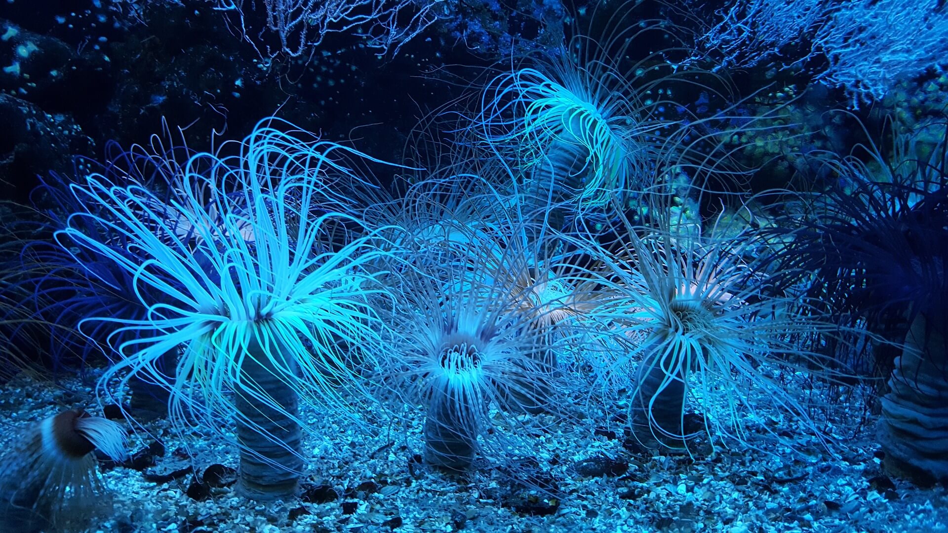 La anémona de mar es uno de los animales invertebrados que se clasifica como cnidario.
