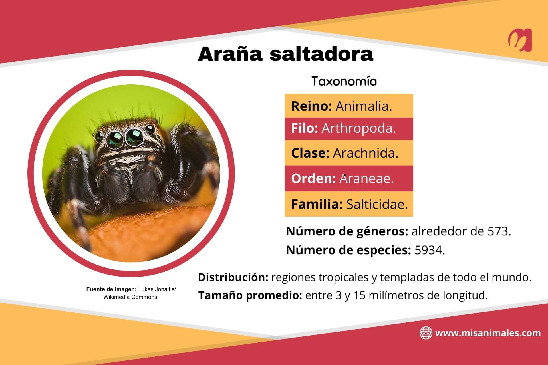 Ficha zoológica, con imagen, sobre la taxonomía, el número de géneros, el números de especies, la distribución y el tamaño promedio de la araña saltadora (Salticidae).