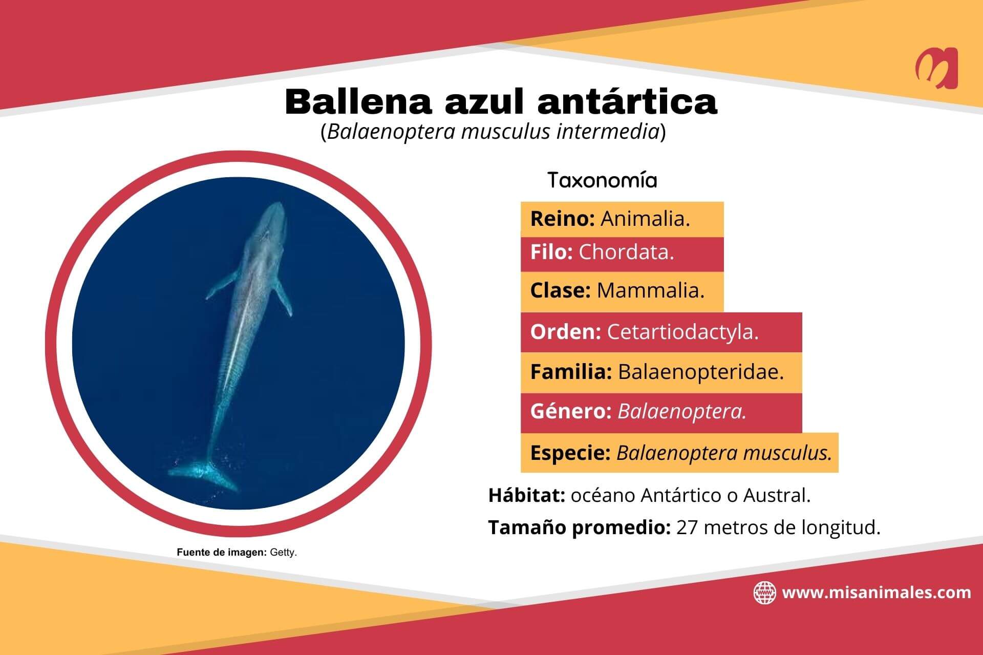 Ficha descriptiva, con imagen, sobre la taxonomía, el hábitat y el tamaño promedio de la ballena azul antártica (Balaenoptera musculus intermedia).