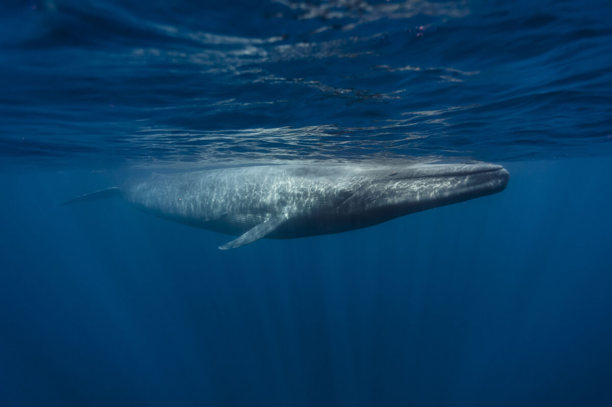 Si bien no es uno de los animales autóctonos de Chile, es posible ver ballenas azules en el país durante su migración.