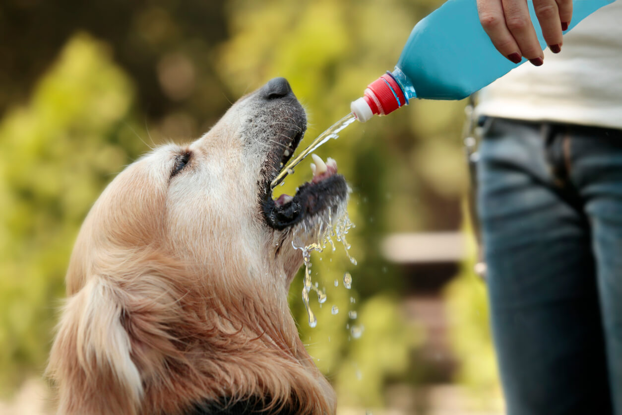 Can con calor toma una bebida isotónica para perro.