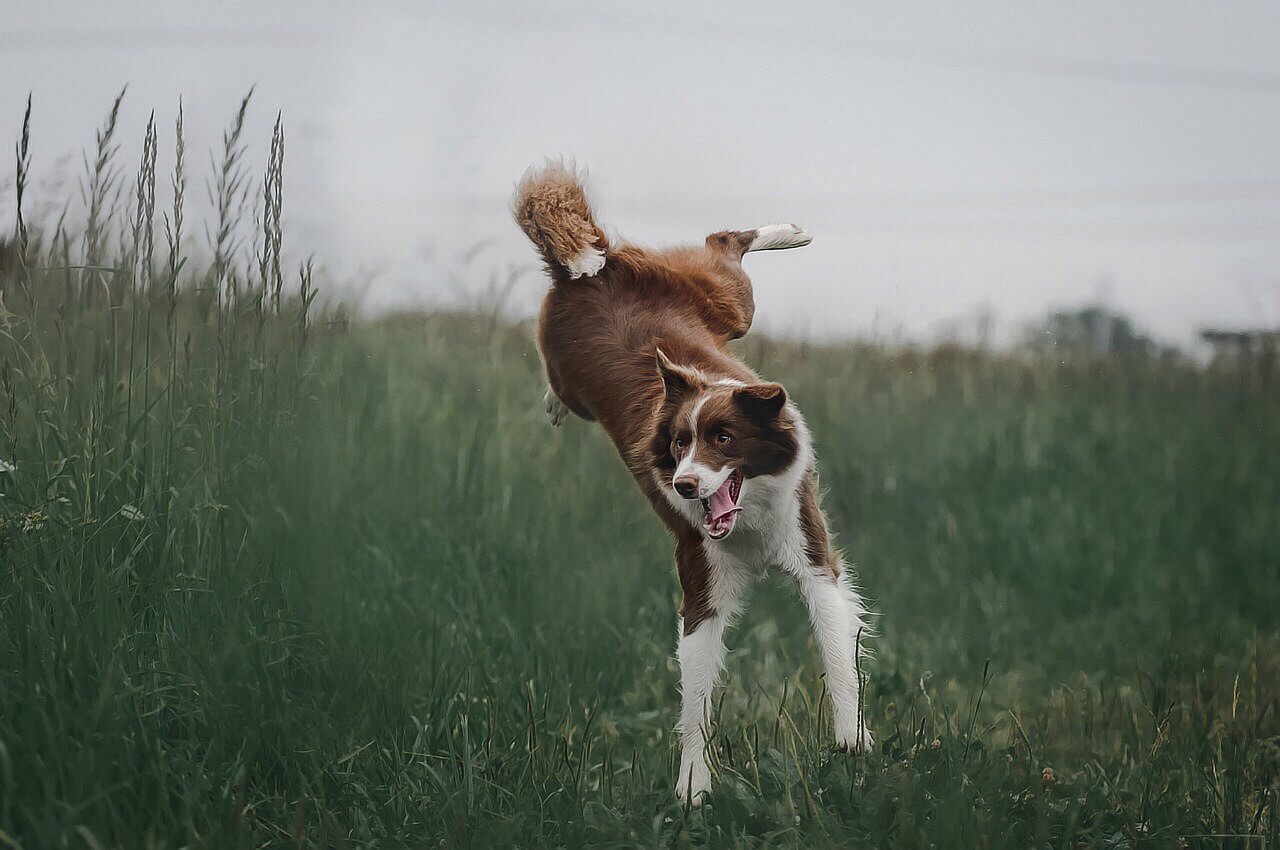 A brown and white border collie leaping excitedly in the air near a body of water.