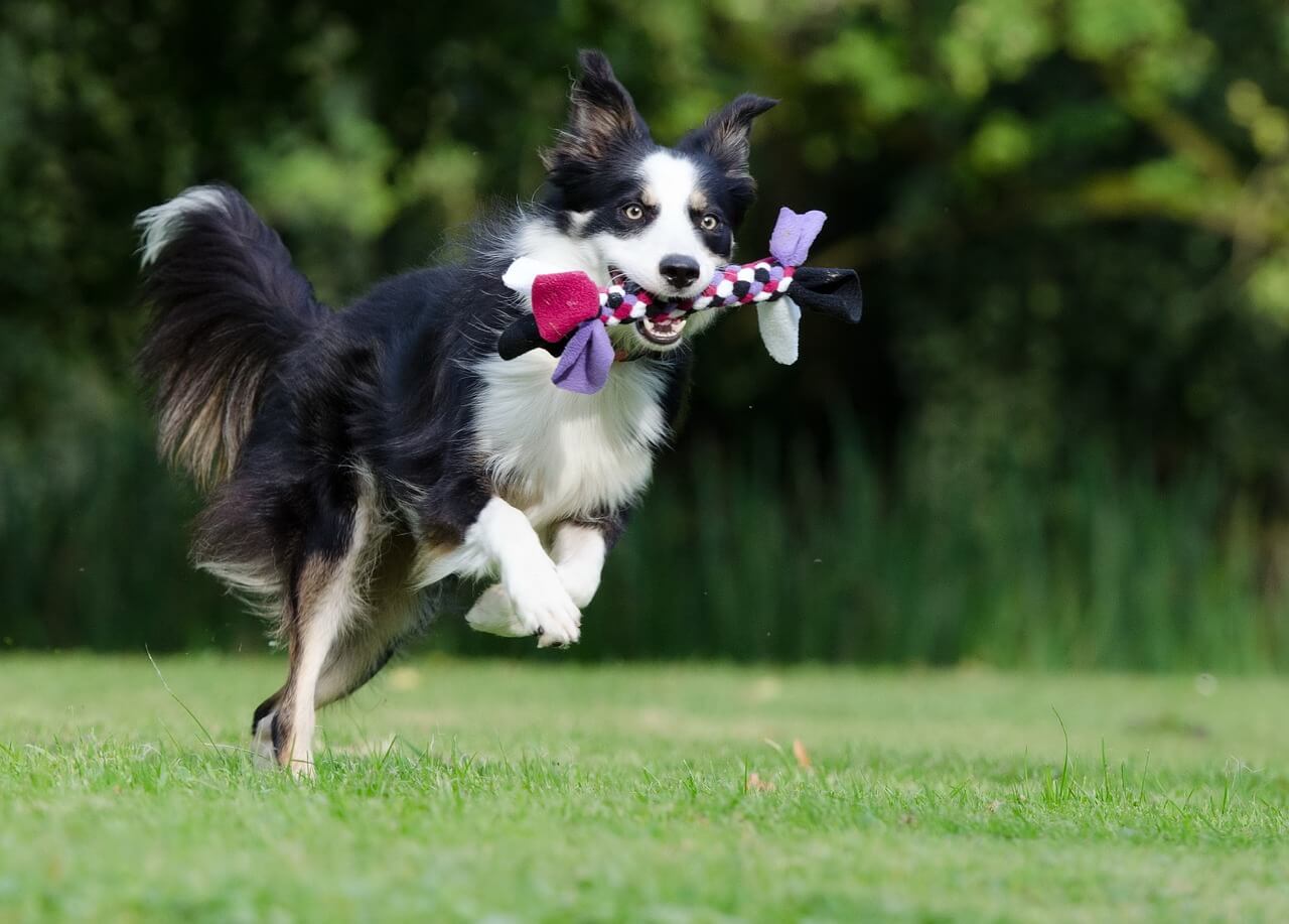 A border collie fetching a toy while playing outdoors.