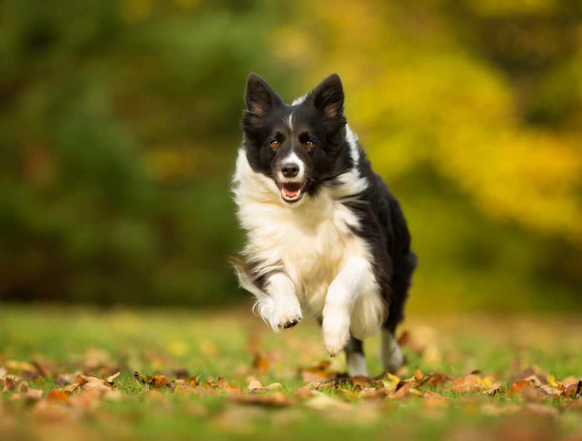 Border collie corre al aire libre con mucha energía.