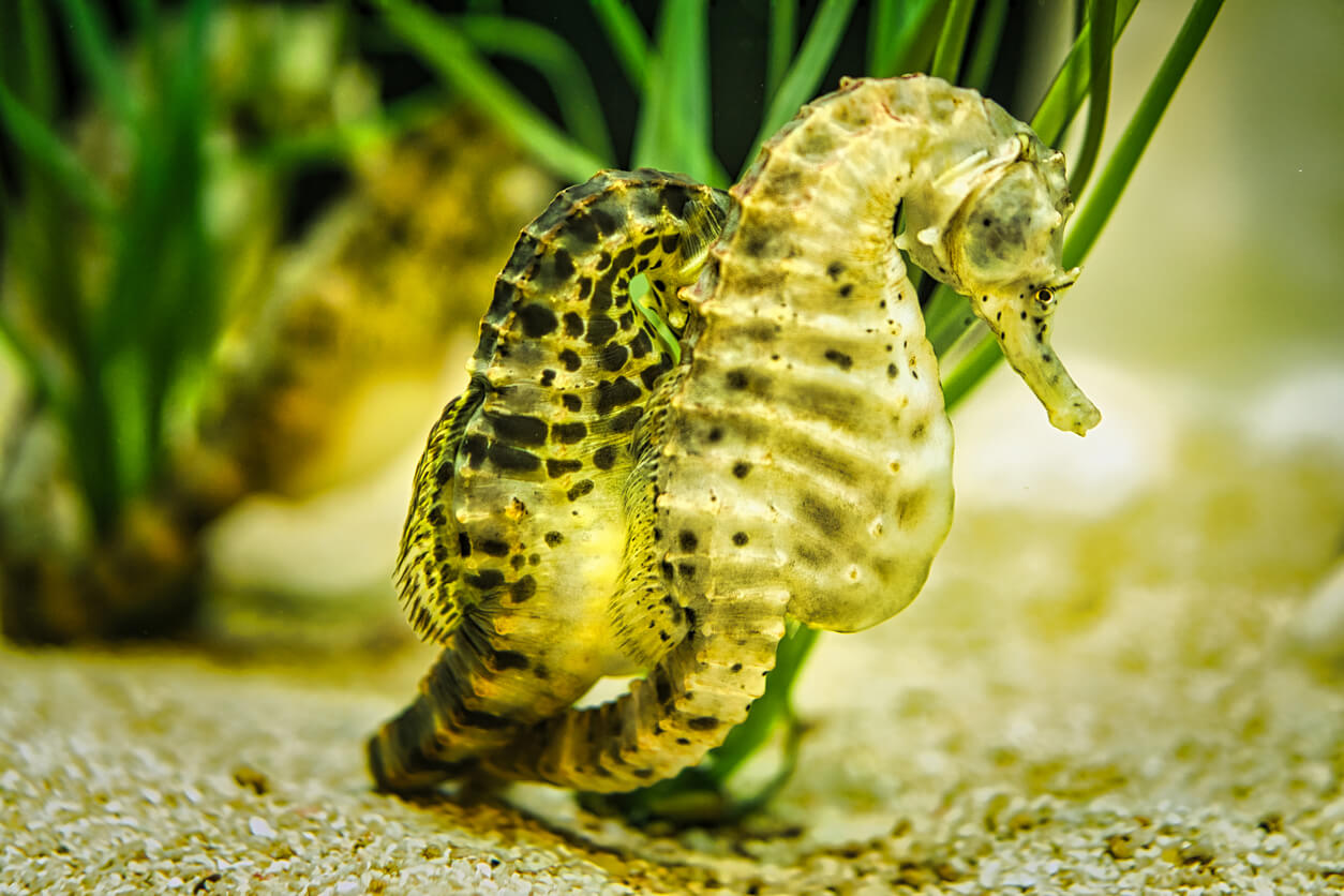 Pareja de caballitos de mar en el mar. 