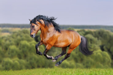 Caballo lusitano: lo que debes saber sobre esta raza