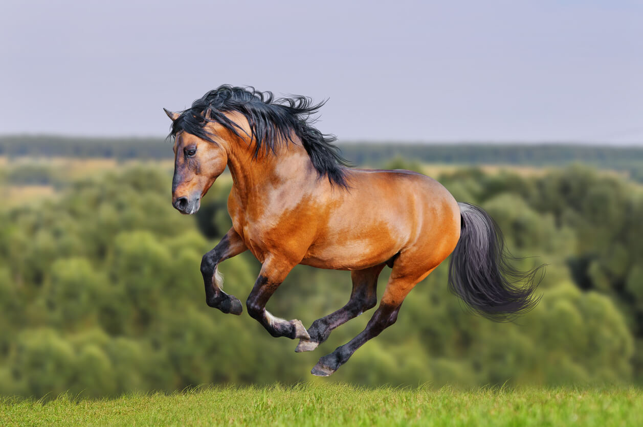 Caballo lusitano corre a todo galope.