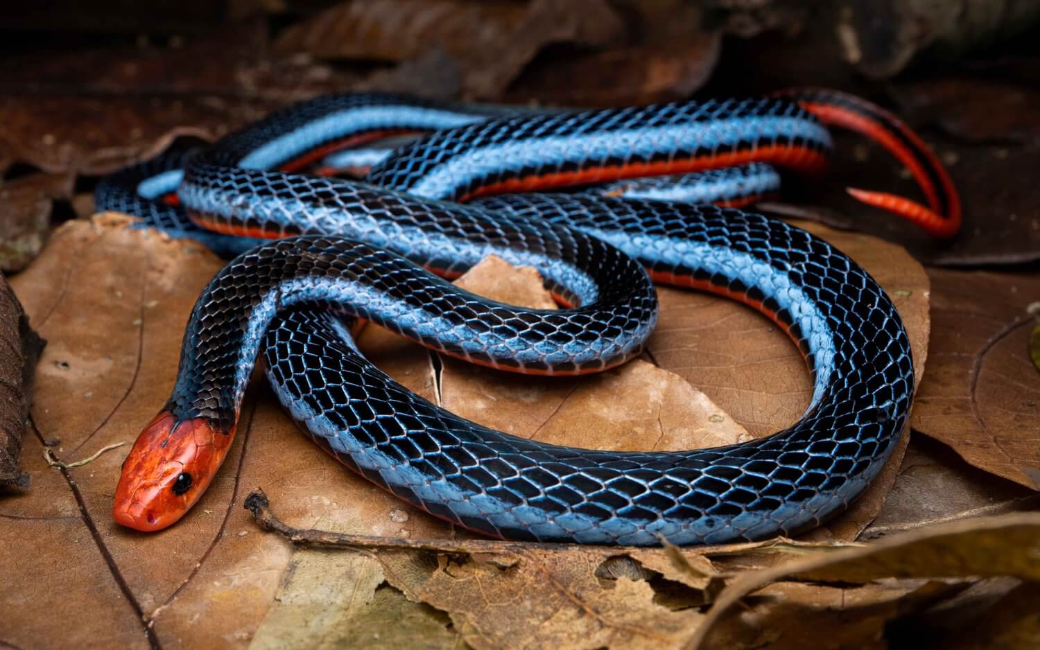 Serpente corallo blu su foglie secche.