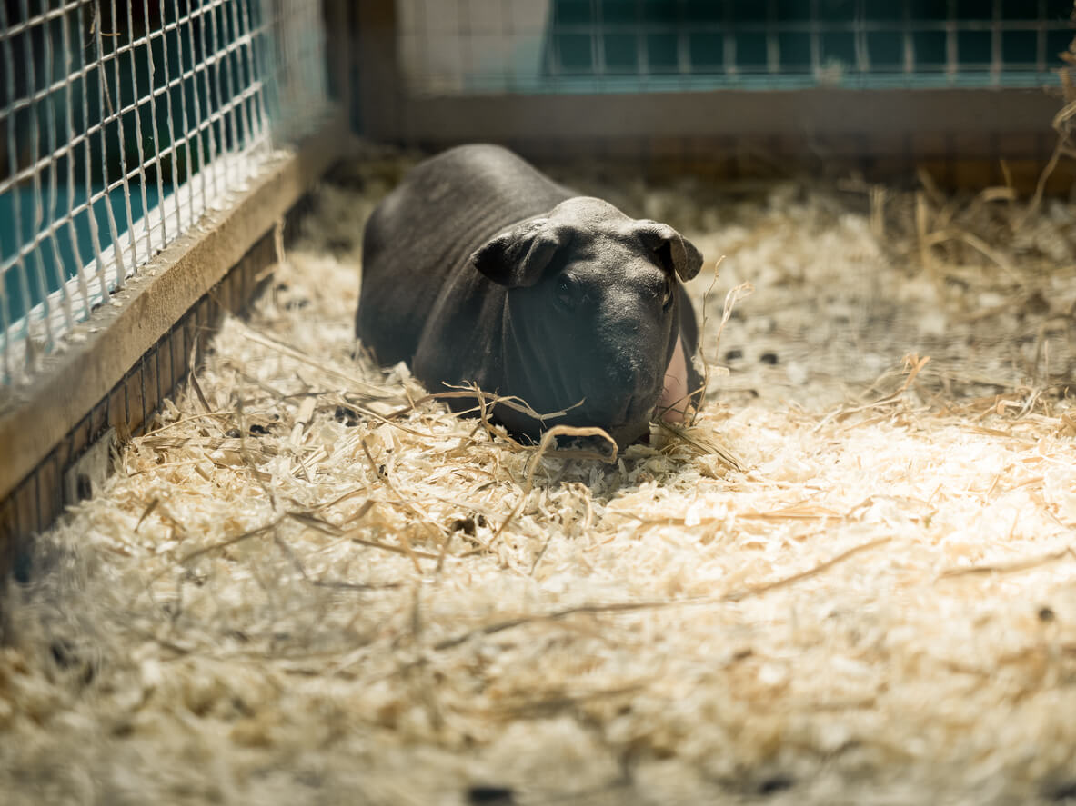 Cochon d'Inde maigre ou glabre dans sa cage.