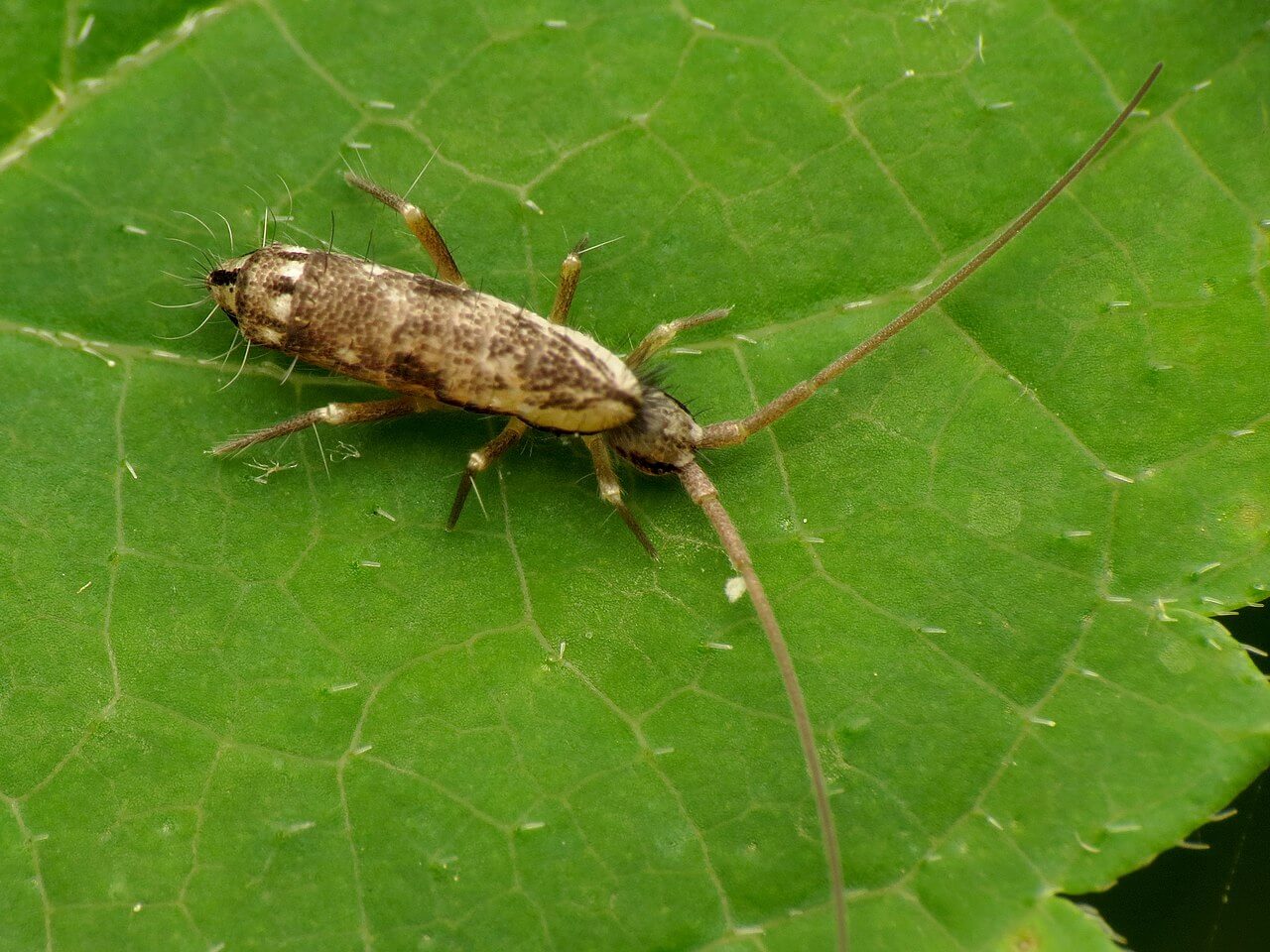 Colémbolo sobre hoja.