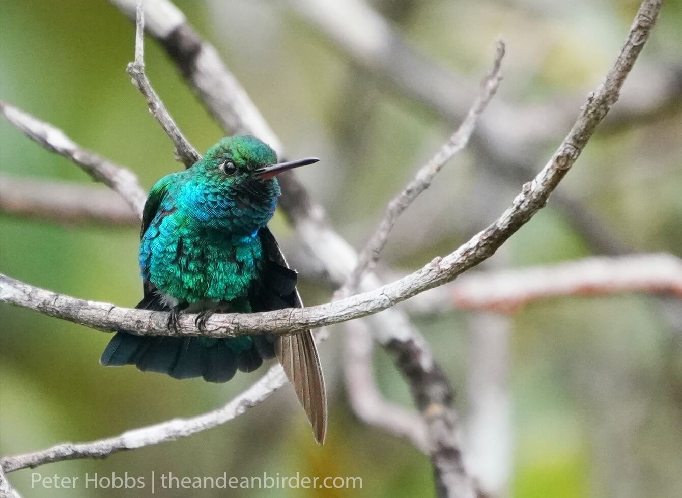El colibrí Chiribiquite esmeralda posado sobre la rama de un árbol. 