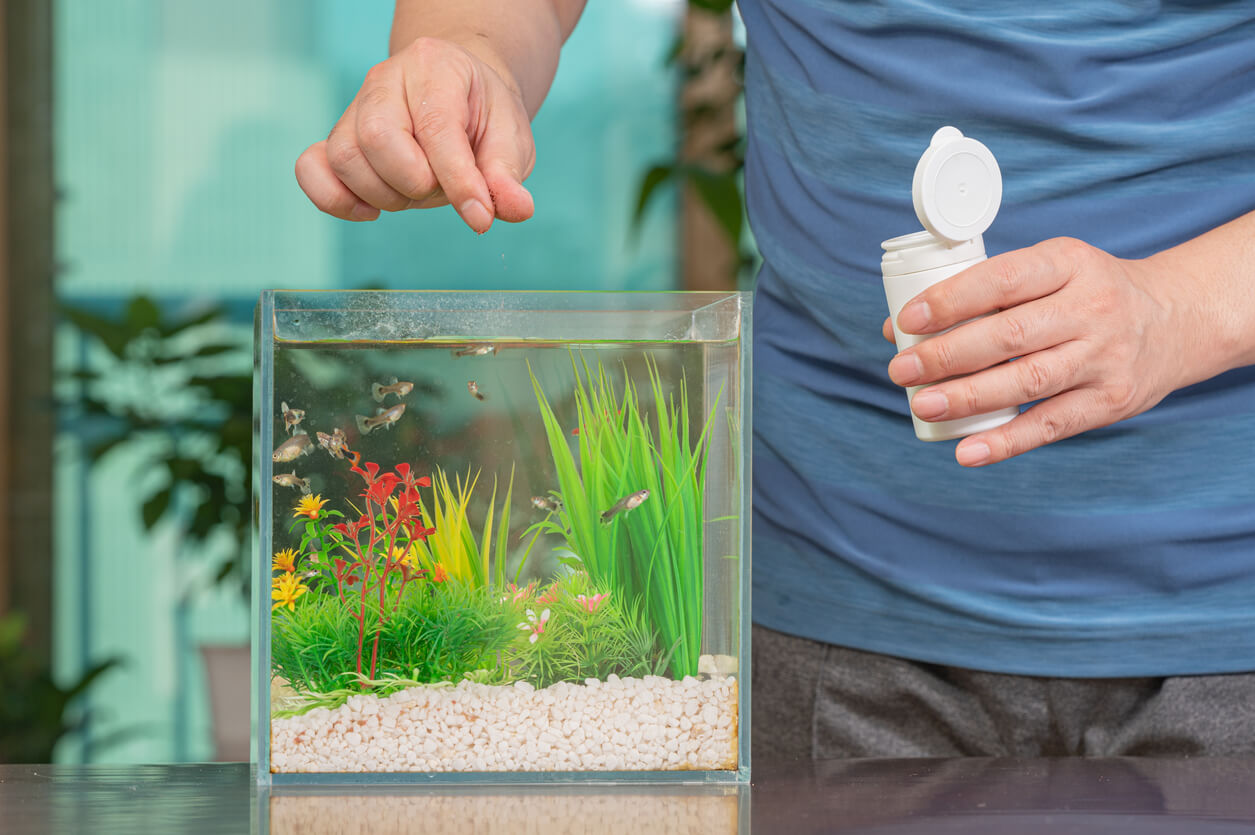 Hombre alimenta a sus peces que están en una pecera.