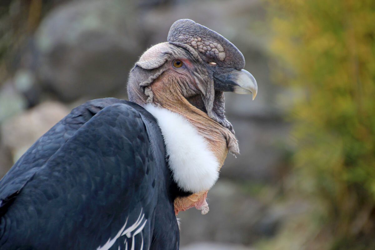 Vue de la tête et d'une partie du corps du condor.