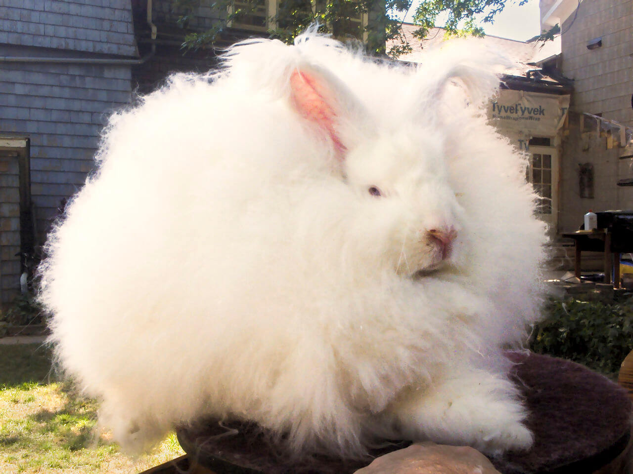 Conejo de angora gigante, con un gran pelaje blanco. 