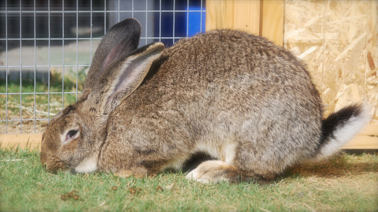 6 razas de conejos gigantes: descripción, cuidados y fotos