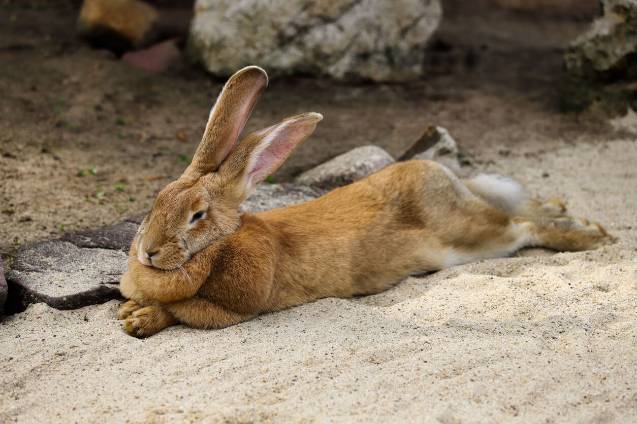Conejo gigante flamenco estirado sobre la arena.