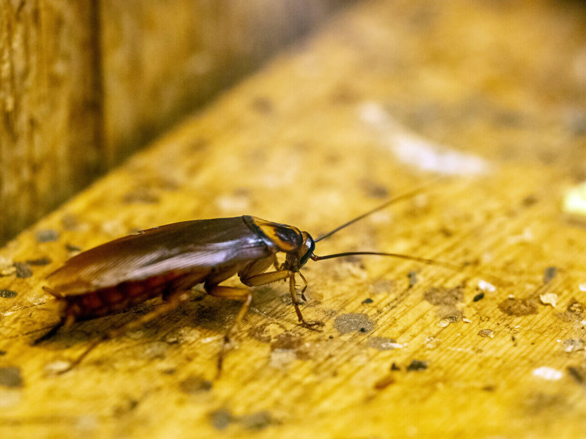 Cucaracha en casa.