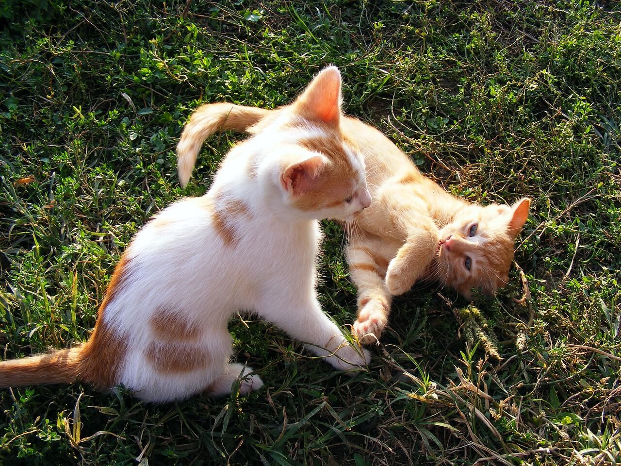 Dos gatos juegan en un jardín. 