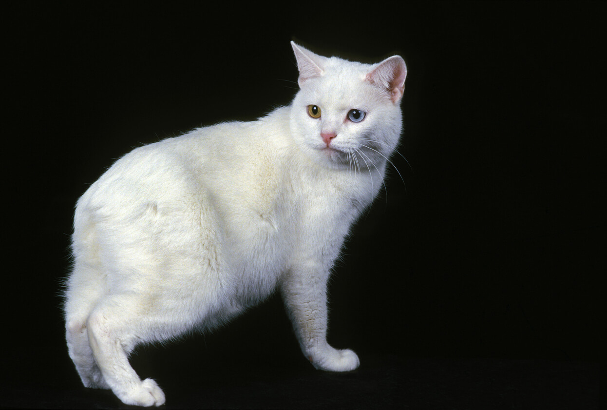 Gato manx de color blanco.