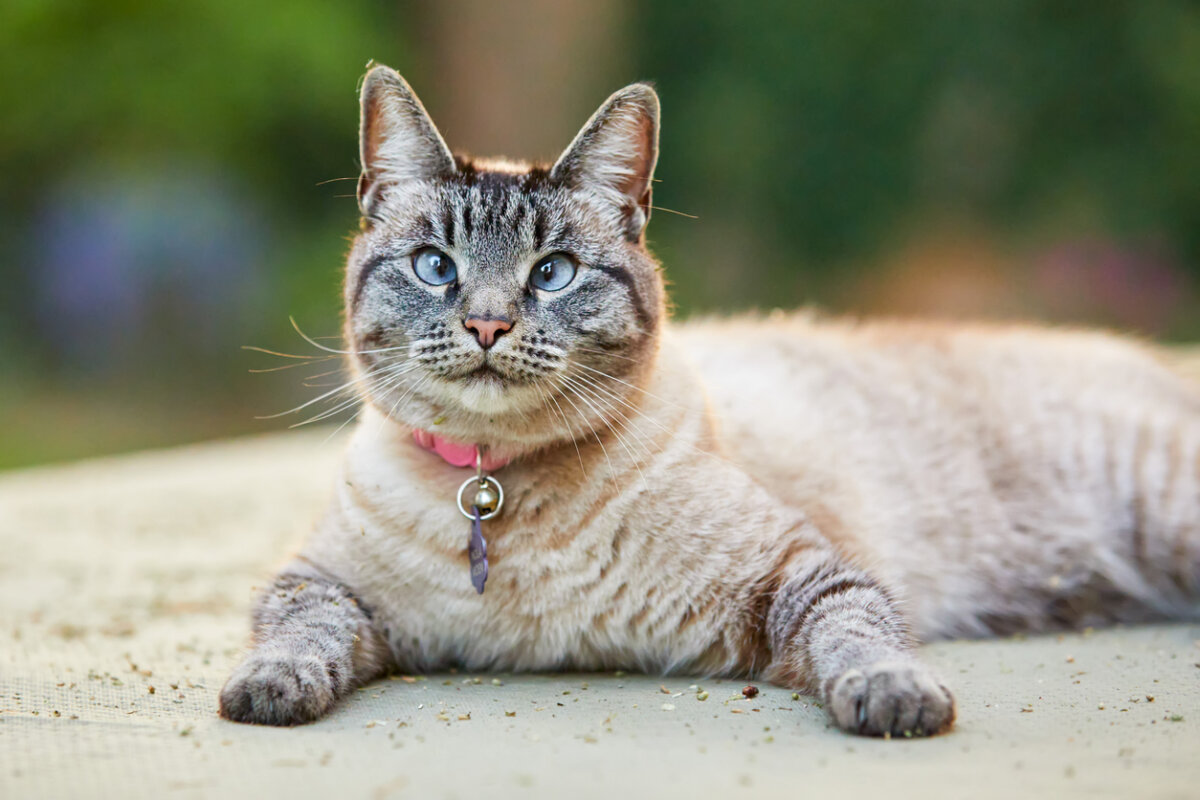 El síndrome de Down en gatos: ¿es posible?