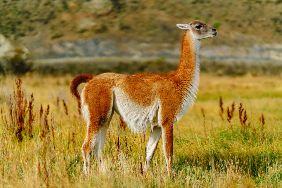 El guanaco vive en ambientes áridos y semiráridos. 