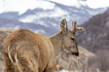 Los 10 animales más sorprendentes de Chile