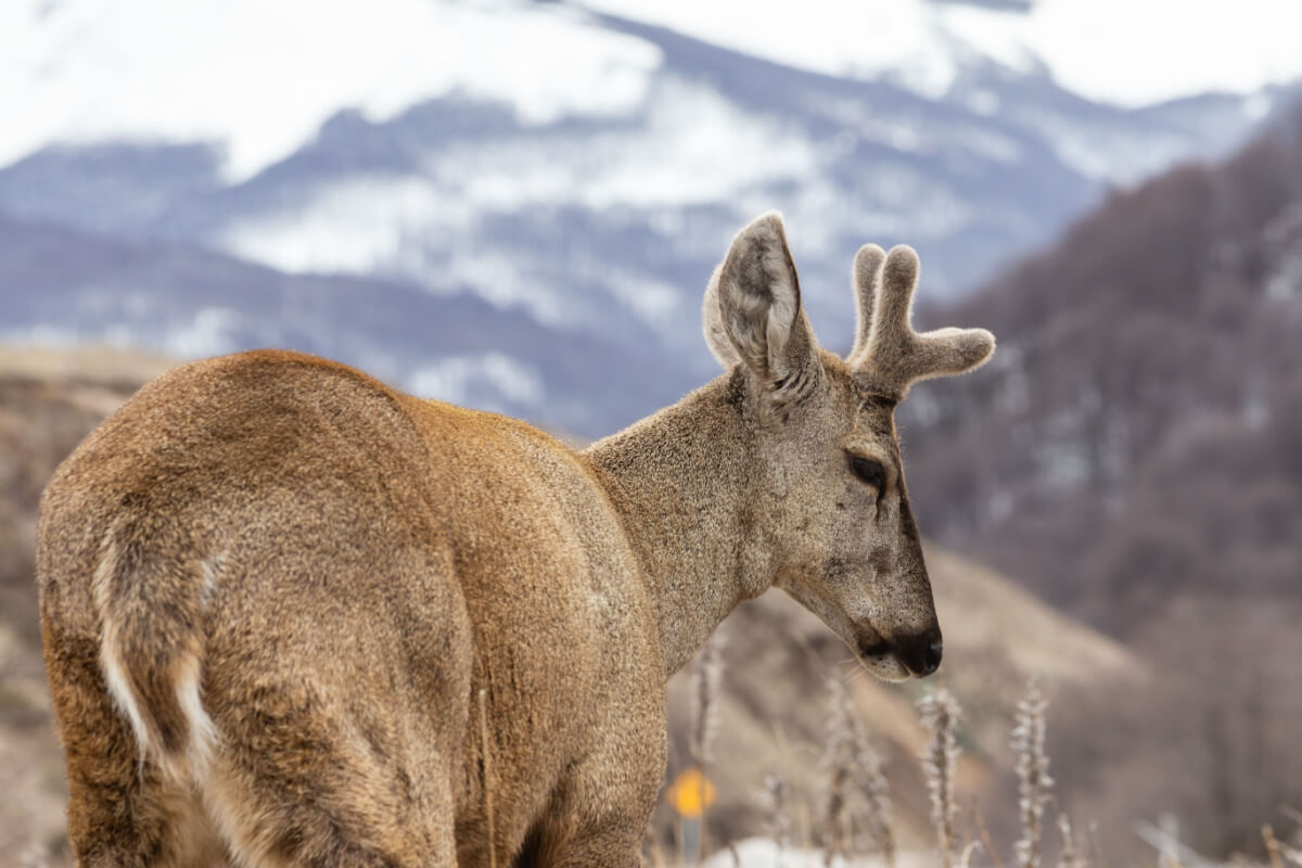 El huemul es uno de los animales más sorprendentes de Chile.