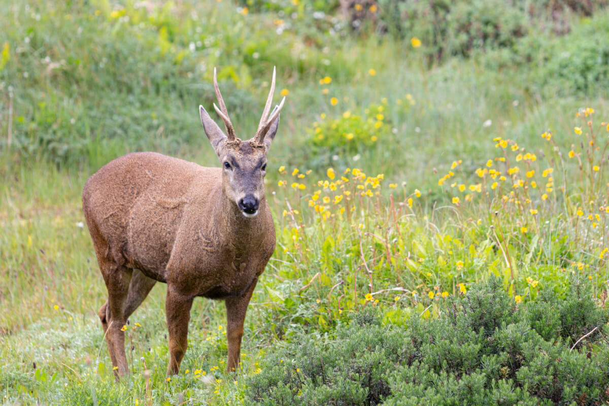 El huemul en su hábitat natural, donde se observan flores amarillas y abundante vegetación.