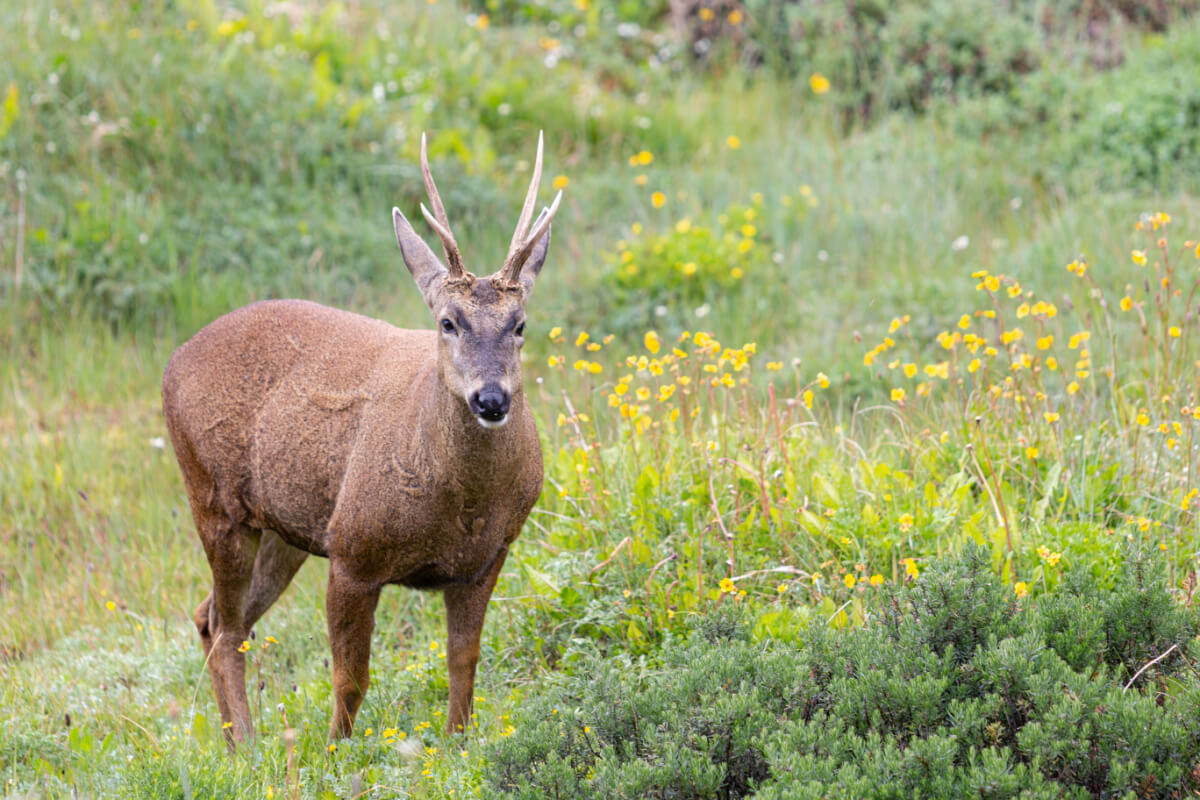 Le huemul dans son habitat naturel, où l'on peut observer des fleurs jaunes et une végétation abondante.