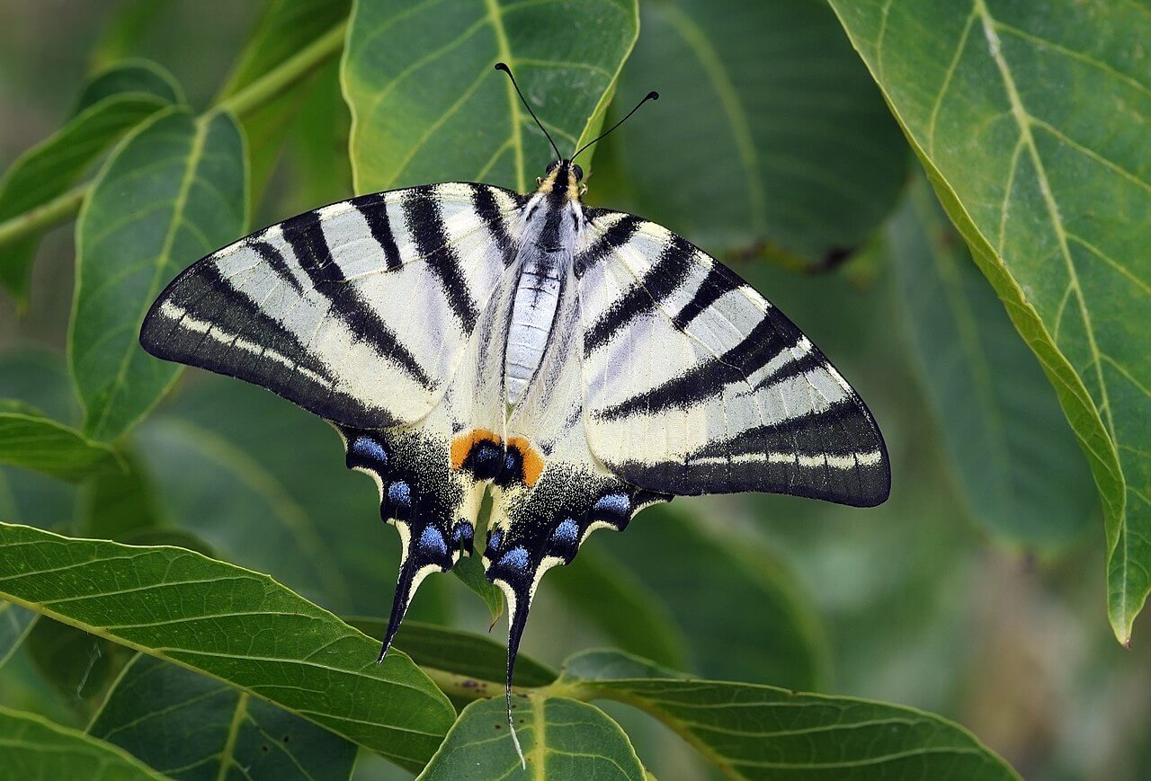 Spécimen de papillon Iphiclides podalirius, appartenant à la famille des Papilionidae.