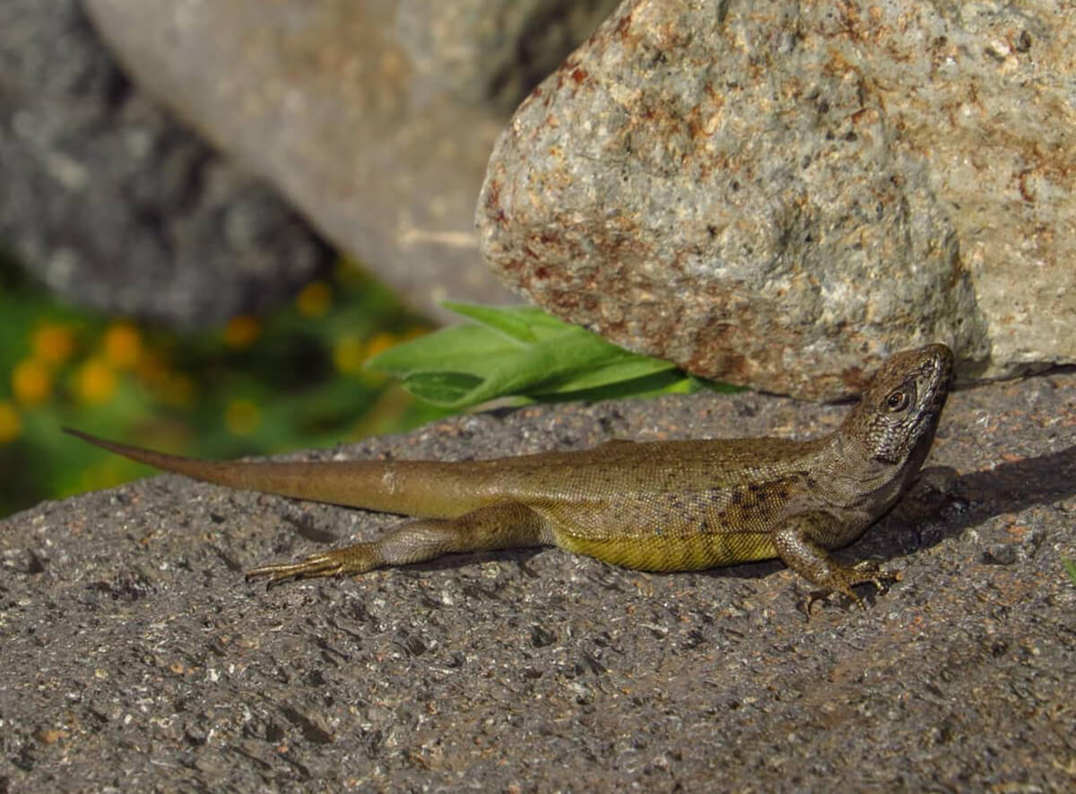 El lagarto dorado, uno de los animales más sorprendentes de Chile, sobre una piedra. 