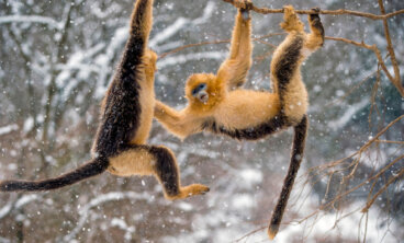 Langur chato dorado: descripción, hábitat y principal amenaza de extinción