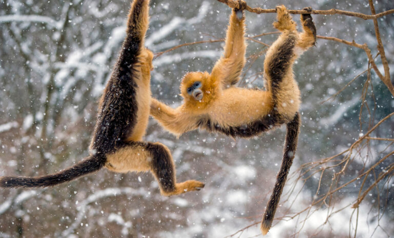 Langur chato dorado: descripción, hábitat y principal amenaza de extinción