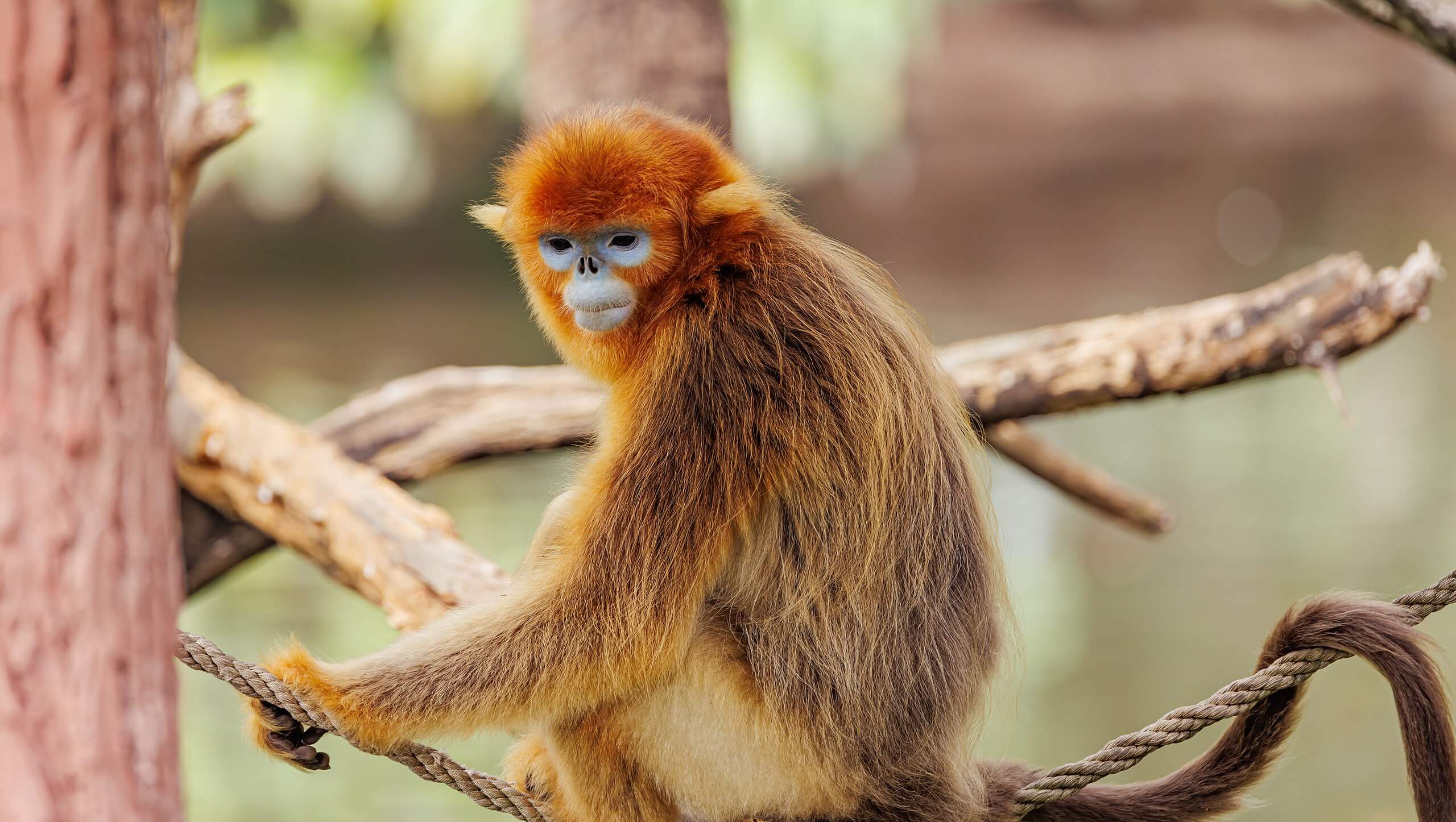 Langur chato dorado en el Shenzhen Safari Park.