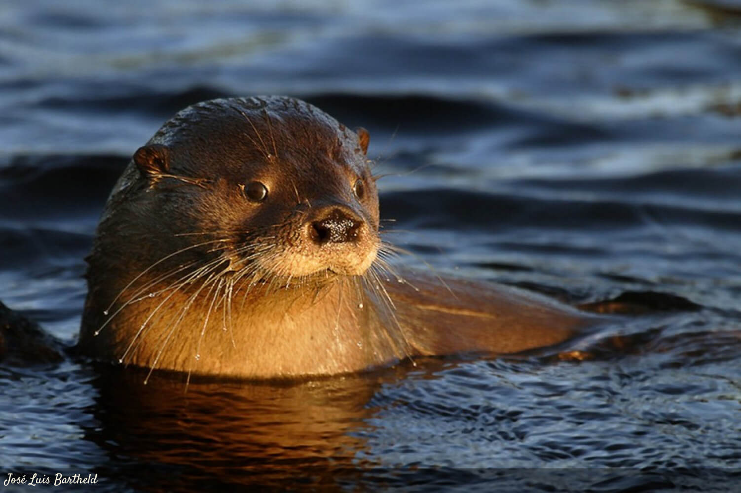 A Southern river otter with its head above water.