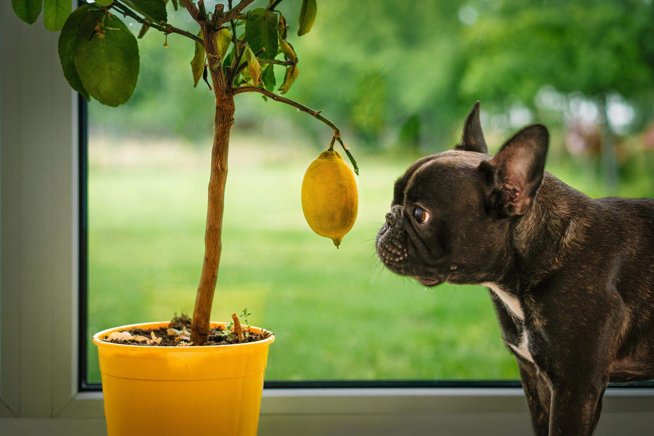 Razones por las que los perros no deben consumir limón