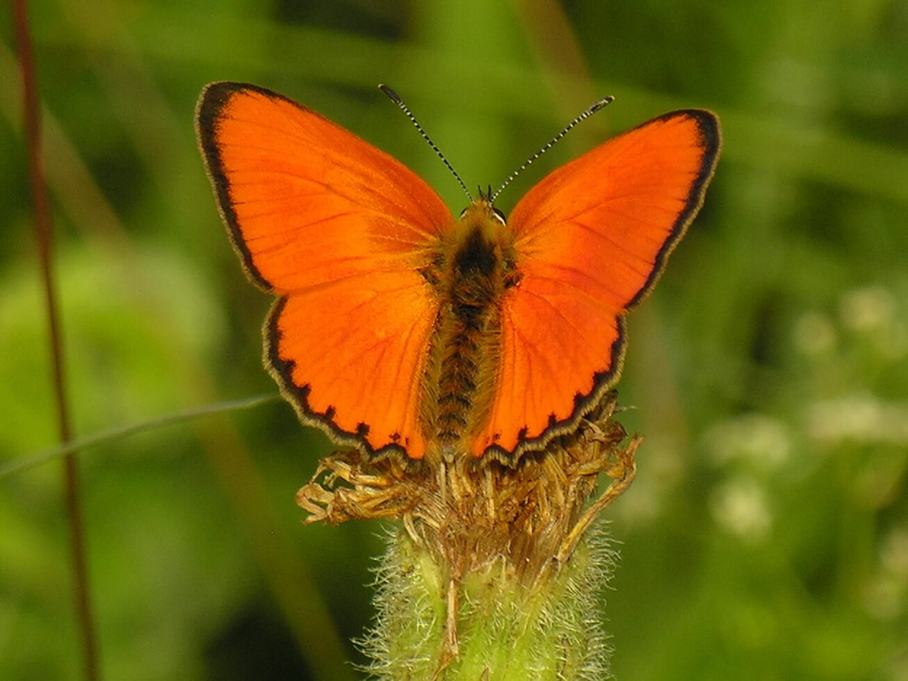 Ejemplar de Lycaena virgaureae, con alas naranjas, perteneciente a la familia Lycaenidae.